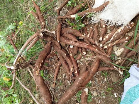 cassava price per kilo